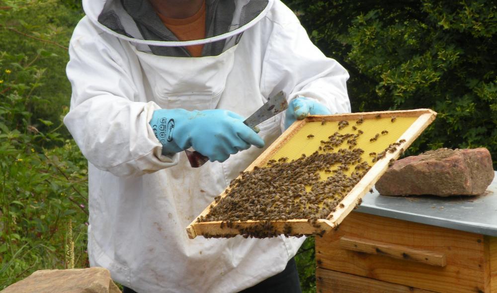 ATELIER APICULTURE