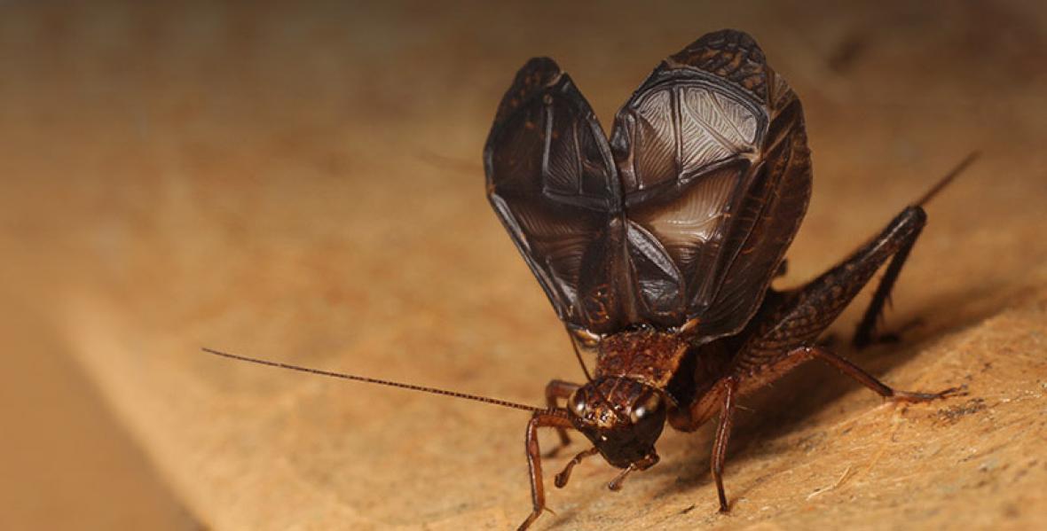 © J.Anso ag_accoustique_insectes