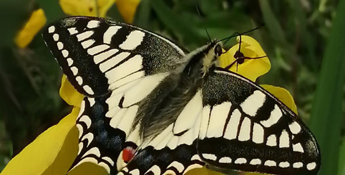 © JB.Lesage ag_recherche_insecte