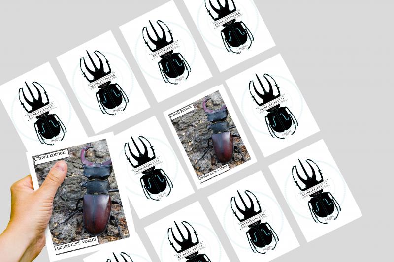 Cartes jeu Memory en breton