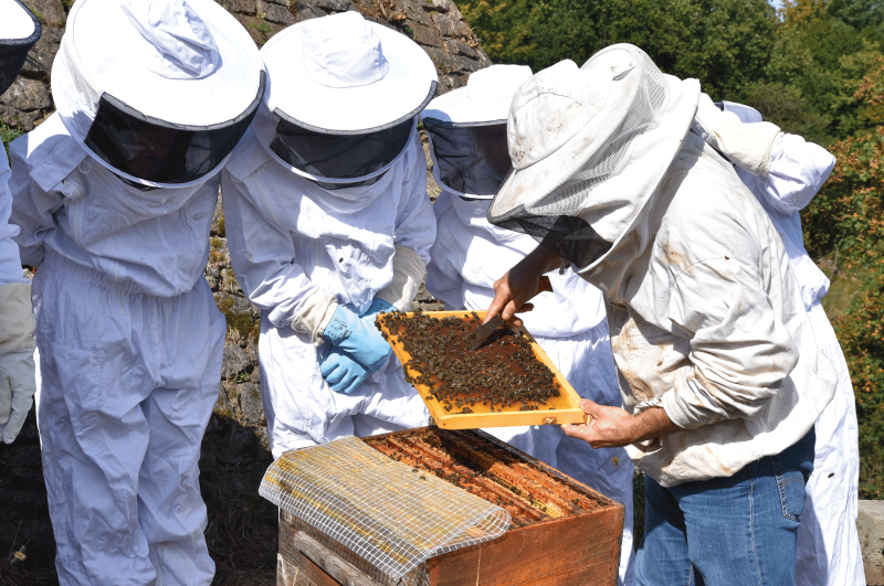 Découverte de l’apiculture