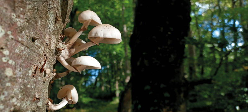 © Patrice Delorme Initiation au monde des champignons