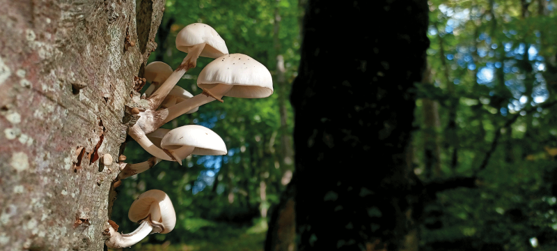 Initiation au monde des champignons